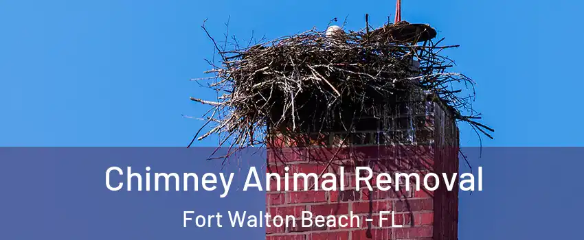  Chimney Animal Removal Fort Walton Beach - FL