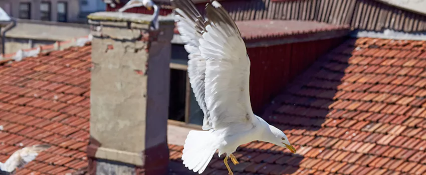 Residential Chimney Animal Removal Solution in Fort Walton Beach, FL